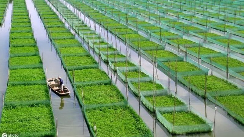 揭秘大棚种植技术，探寻十大品牌背后的奥秘