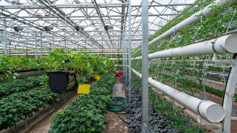 有机蔬菜种植：标准解读与厂家推荐**