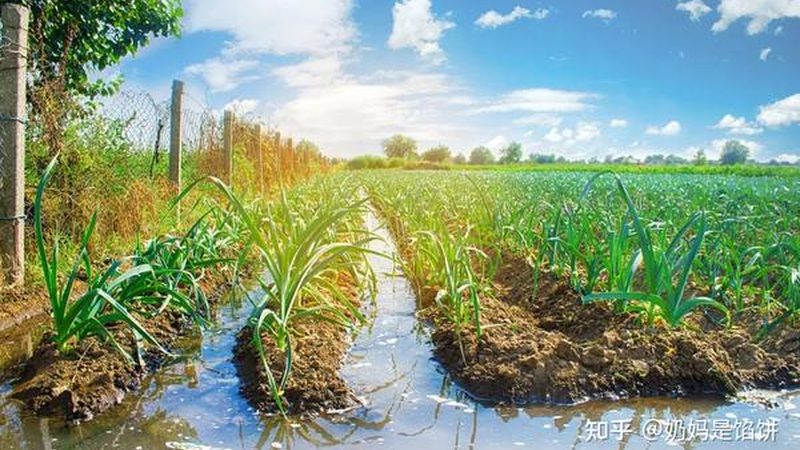 农业产业园建设标准规范：构建绿色高效农业的未来