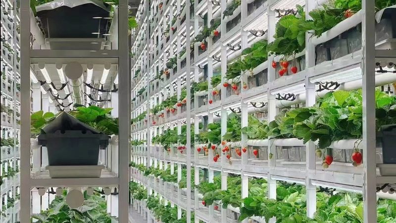农产品批发商进货物流降本增效三步走